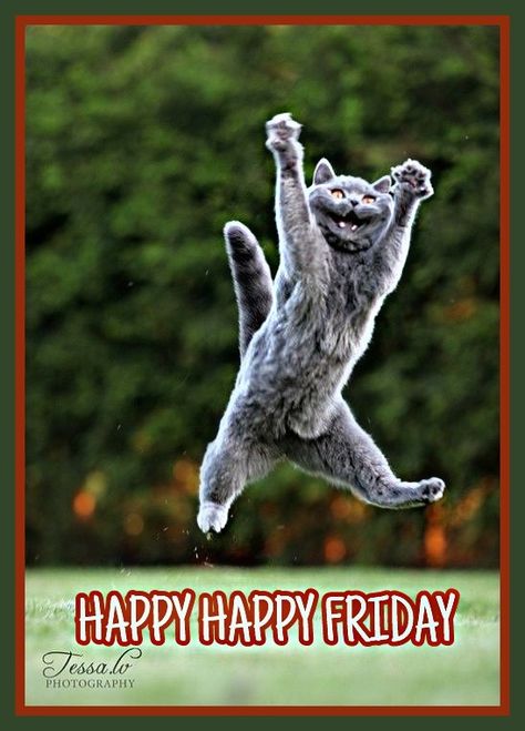 Happy Friday Cat Jumping, Sunday Quotes Funny, Image Chat, Animal Jokes, Funny Animal Pictures, 귀여운 동물, Animal Memes, Funny Cute, Cat Memes