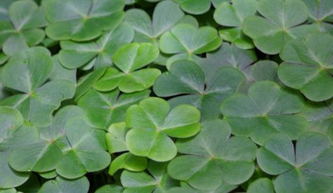 The History of the Shamrock:  Full of symbolism, this plant has mystical roots. To read all about this plant follow this link www.finegardening... Irish Garden, Garden Site, Sacred Plant, Fine Gardening, Irish Blessing, Summer Plants, Luck Of The Irish, Shades Of Gold, St Pattys Day