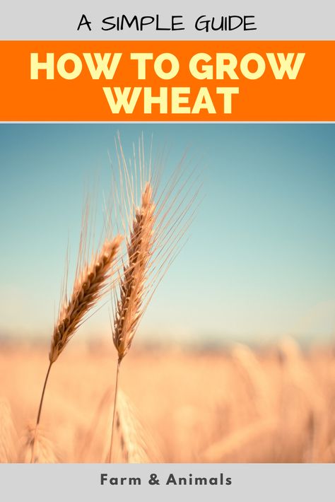 How To Grow Wheat, Wheat Farming, Grow Wheat, Farm Crops, Growing Wheat, Bulgar Wheat, Garden Homestead, Household Pests, Wheat Fields