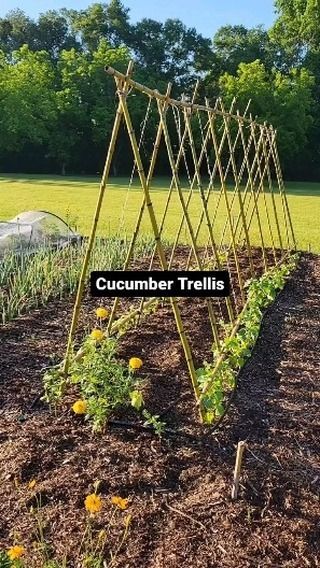 Trellis Ideas Garden, Outdoor Trellis Ideas, Tower Garden Diy, Vegetable Trellis, Garden Trellis Ideas, Pea Trellis, Vege Garden, Tomato Trellis, Vegetable Garden Planner