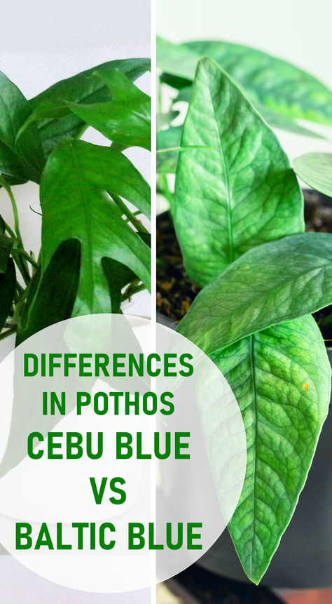 Differences in Cebu Blue Pothos and Baltic Blue Pothos Baltic Blue Pothos, Cebu Blue Pothos, Blue Pothos, Beautiful Houseplants, Cebu Blue, Indoor Plant Care, Best Indoor Plants, House Plant Care, Potting Soil