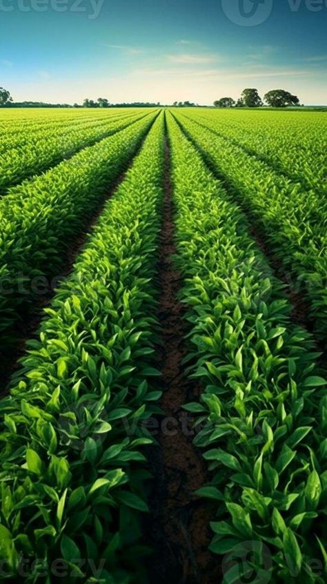 AI Generative greeen field with crops Crop Field, Vector Character Design, Crop Image, Art Contest, Vector Character, Vector Free, Character Design, Collage, Photo And Video