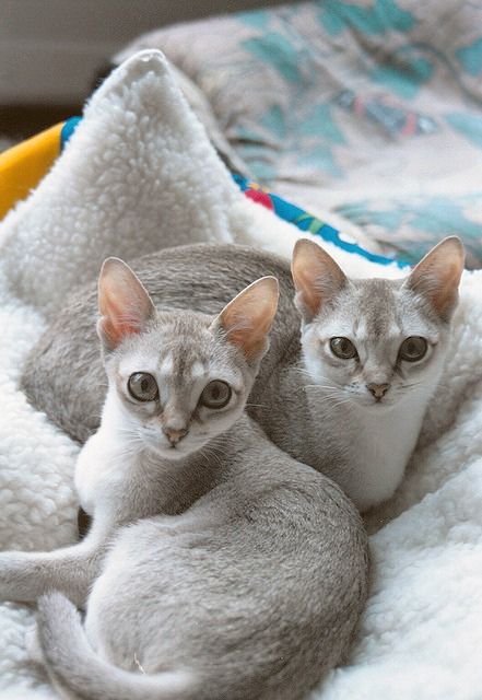 [Feline 101] Singapura Kittens Cat Astrology, Small Cat Breeds, Singapura Cat, Funniest Animals, Cat Fun, High Places, Painting Cat, Tiny Cats, Abyssinian Cat