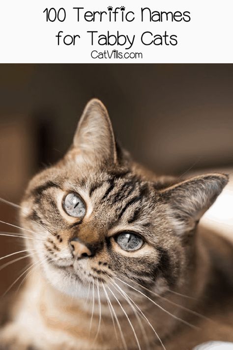 Tabby Cat Names: 100 Terrific Ideas for Your New Feline Friend Cat Instagram Captions, Funny Cat Captions, Tabby Cat Names, Cat Captions, Catio Ideas, Cute Cat Names, Here Kitty Kitty, Crying At Night, Cat Instagram