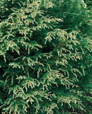 "Gentsch White" Hemock, 4x4 Conifers For Shade, Small Garden Shrubs, Tsuga Canadensis, Evergreens For Shade, Urban Gardening Ideas, Guest Beds, Conifers Garden, Shade Shrubs, Evergreen Garden