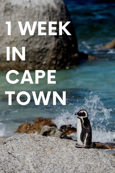 How to spend 7 days in Cape Town with this 1 week itinerary.  See the full day by day breakdown including where to eat, what to do, where to stay, and what to see.  #meetsouthafrica #lovecapetown #capetown #southafrica Cape Town Itinerary, Africa Travel Guide, V&a Waterfront, Africa Destinations, South Africa Travel, Awesome Places, Hijab Girl, Island Tour, Day By Day