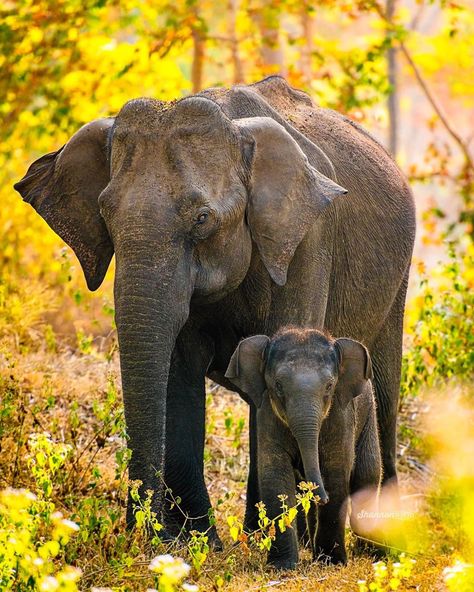 Nat Geo WILD on Instagram: “Photo by @Shannon__Wild // An Asian Elephant Mother and Baby. Happy Mother’s Day! ⠀ Follow me @Shannon__Wild for more photos and videos of…” Elephant Photography, Elephants Photos, Asian Elephant, Elephant Love, Favorite Animals, African Elephant, Happy Mother, Wildlife Nature, Gentle Giant