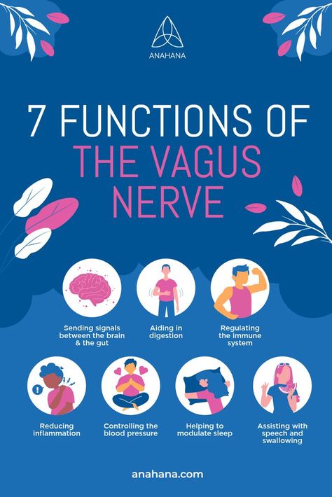 What Does The Vagus Nerve Do? Vagal Nerve, Nerve Anatomy, Nervus Vagus, Brain Nervous System, The Vagus Nerve, Laughter Yoga, Sms Language, Cranial Nerves, Parasympathetic Nervous System