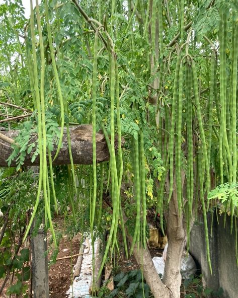 Moringa pods (drumstick pods) on a Moringa oleifera tree. Moringa pods are highly nutritious, packed with vitamins, minerals, and antioxidants, offering benefits such as improved digestion, enhanced immune function, and increased energy levels.-Read more….https://www.nutrition-and-you.com/moringa.html Moringa Oleifera Tree, Moringa Leaf Powder, Moringa Tree, List Of Vegetables, Moringa Leaves, Improve Nutrition, Increased Energy, Green Fruit, Weight Watchers Diet