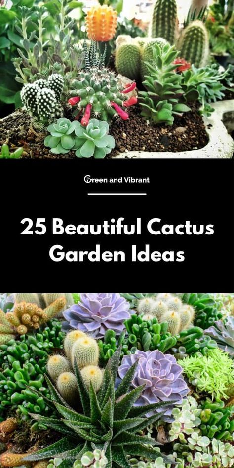 Cactus Garden Ideas, Indoor Cactus Garden, Cactus Garden Design, Cactus Ideas, Mini Cactus Garden, Indoor Cactus Plants, Cactus Garden Landscaping, Kinds Of Cactus, Rockery Garden