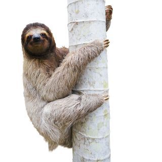 Three Toed Sloth Species Extinction, Three Toed Sloth, Hanging Upside Down, Animal Help, Baby Sloth, Fine Artwork, The Vanishing, Endangered Animals, Animal Species