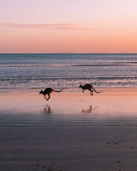 Kangaroo Beach, Jigsaw Pictures, Aus Travel, Australia Day Celebrations, Australia Aesthetic, Aussie Summer, Australia Kangaroo, Skip It, Surf Vibes