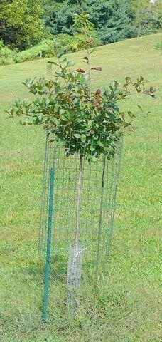 Protect Apple Trees From Deer, Deer Fence Around Fruit Trees, Chicken Wire Plant Protection, Protect Trees From Deer, Tree Protection From Deer, Michigan Garden, Deer Resistant Shrubs, Michigan Gardening, Plant Cages