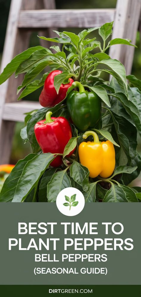 How To Grow Bell Peppers, Planting Bell Peppers, Bell Pepper Garden, Planting Peppers, Bell Pepper Plant, Garden Landscaping Backyard, Growing Bell Peppers, Vegetables In Containers, Chili Recipe Crockpot