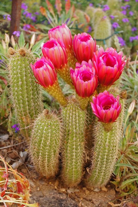 Sonora Desert, Super Bloom, Sonoran Desert, Tucson Az, Tucson, Beautiful Flowers, Wild Flowers, Arizona, Cactus