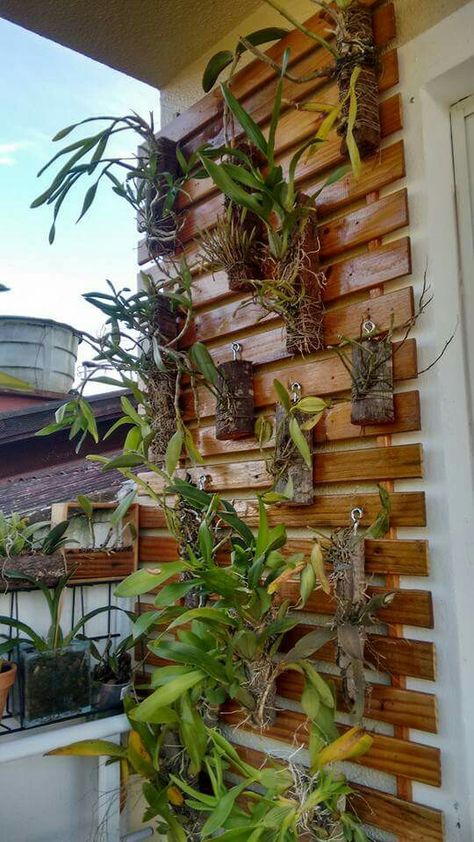 Outdoor Orchid Wall, Orchids On Wall, Vertical Orchid Wall, Orchid Shelf, Mounting Orchids, Mounted Orchids On Wood, Tuscan Patio, Vertical Garden Wall Orchid, Orchid Wall