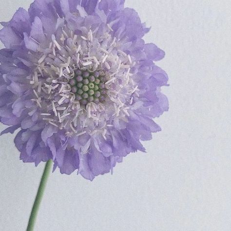 Trying something new 🤔 this is a scabiosa flower and I've attempted to replicate it with paper ✂️ Next time, I'll try a smaller center and more layers of the lighter colour in the middle. It's definitely taking shape and I love a challenge to create something new ✨️ How do you think I'm getting on? Shona 💐 #scabiosa #lilacwedding #wedding #paperflowers #paperbouquet #paperbouquets #paperweddingflowers #paperflower #foreverflowers #artificialflowers #fakeflowers #artificialbouquet #weddi... Lavender Colored Flowers, Lavender Scabiosa, Purple Scabiosa, Flower Wedding Decorations, Scabiosa Flower, Paper Flower Wedding, Glasgow Wedding, Flower Types, Light Purple Flowers