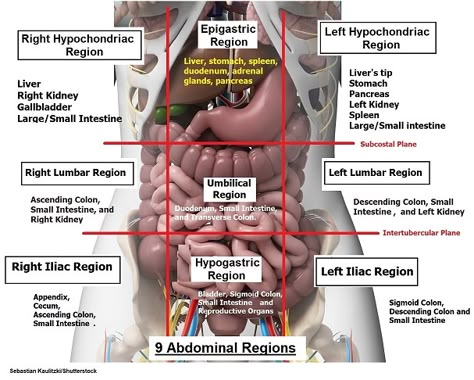 Four Abdominal Quadrants and Nine Abdominal Regions | Anatomy and Physiology Abdominal Quadrants, Abdominal Regions, Medical Assistant Student, Nursing Life, Basic Anatomy And Physiology, Nurse Study Notes, Nursing Student Tips, Medical Student Study, Nursing School Survival