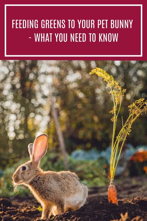 Rabbits are herbivores. They will therefore eat a variety of fruits and vegetables, as well as hay, fresh vegetables, and pellets. Read more to know tips and problems in feeding vegetables to your rabbit. #rabbitpet #rabbitdiet #rabbitfood Vegetables For Rabbits, Rabbit Diet, Eat Vegetables, Rabbit Eating, Rabbit Food, Pet Bunny, Variety Of Fruits, Healthy Vegetables, Pet Rabbit