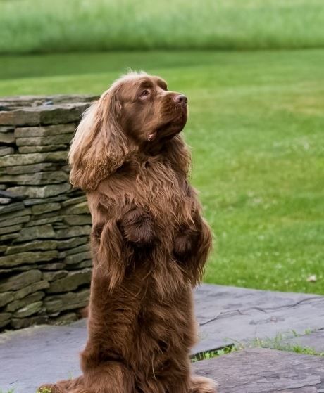 The Sussex Spaniel originated in 19th century Sussex England, where they were used as hunting dogs. The Sussex was bred to be smaller and slower than other spaniels to allow the hunters to follow them on foot<3 Best Apartment Dogs, Sussex Spaniel, Apartment Dogs, Akc Breeds, Sussex England, Cocker Spaniel Puppies, Spaniel Puppies, Purebred Dogs, Water Dog