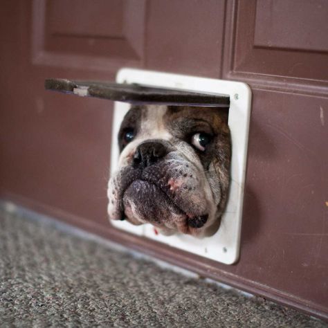 How to Winterize a Dog Door Cute Dogs Pictures, Dogs Pictures, Cute Dog Photos, Bull Dogs, Cat Door, Dog Door, English Bulldogs, Must Love Dogs, Love My Dog