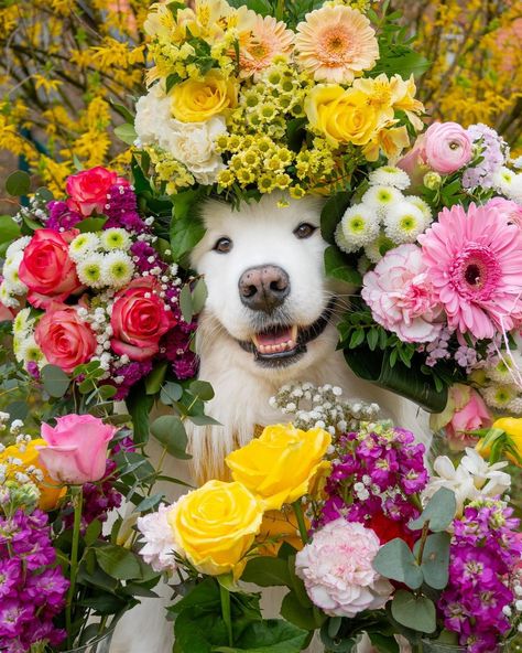 Let your dreams blossom 🌸🤗 #flowers #spring . . #samoyed #samojede #cute #dog #puppy #hund #dogsofinstagram #samoyedpuppy #explore #viral… | Instagram Samoyed Puppy, Fluffy Dogs, White Dogs, Dog Photography, Good Morning Good Night, Funny Dogs, Dreaming Of You, Blossom, Puppies