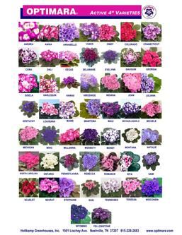 African Violet, African Violets, Landscape Architecture, Floral Tie, Flower Arrangements, Violet, Plants, Flowers, Floral