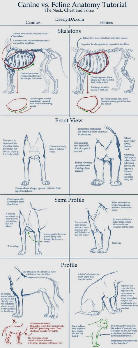 Feline Anatomy, Dog Anatomy, Cat Anatomy, Anatomy Tutorial, Dog Sketch, Poses References, Anatomy Drawing, Wallpaper Vintage, Guided Drawing