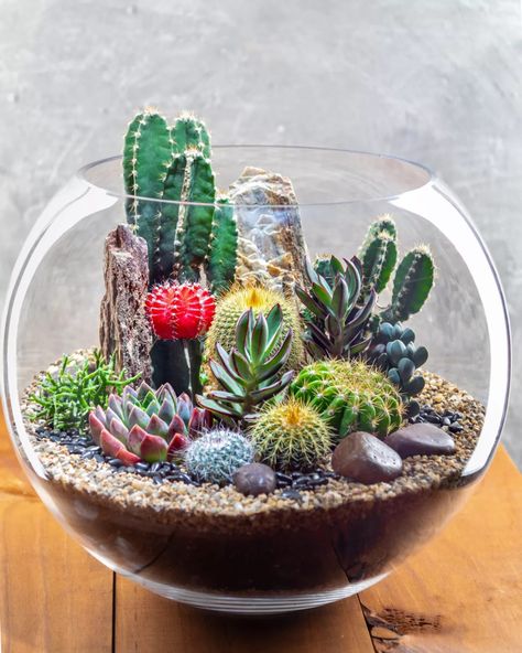 Pothos Terrarium, Cactus Terrarium Ideas, Edible Succulents, Desert Terrarium, Terrarium Succulent, Cactus Terrarium, Diy Succulent Terrarium, Earthy Home Decor, Succulent Garden Design