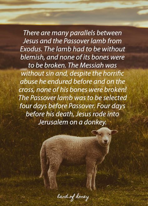 Beginner's Guide to Passover - similarities between Jesus and the Passover lamb | Land of Honey Passover Images, Passover Christian, Passover Feast, Passover Greetings, Passover Lamb, Godly Inspiration, Resurrection Sunday, Passover Seder, Powerful Scriptures