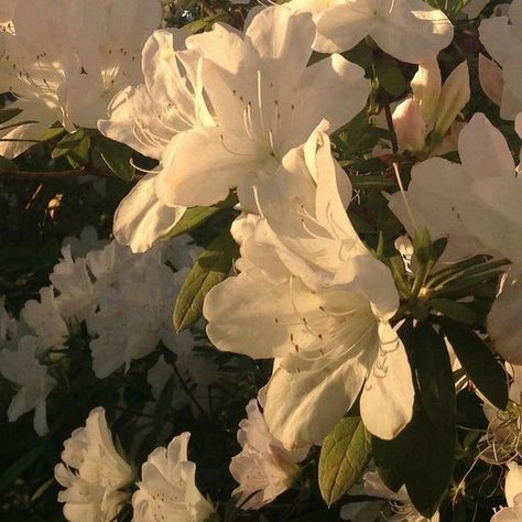 Tanaman Pot, Light Academia Aesthetic, Flower Icons, Cream Aesthetic, Angel Aesthetic, Nothing But Flowers, Flower Therapy, Spring Aesthetic, Nature Aesthetic