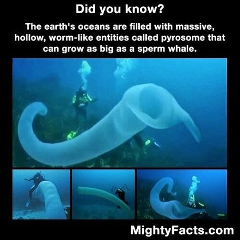 Wow Facts, Marine Biology, Animal Facts, Marine Animals, The More You Know, Ocean Life, Funny Laugh, Things To Know, Funny Facts