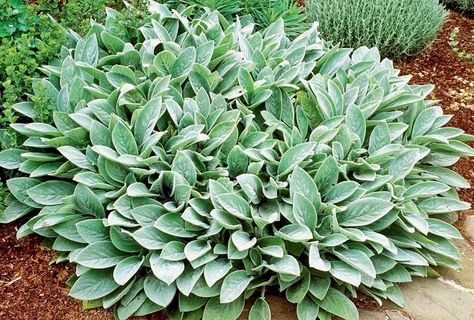 What to Know About Ground Covering Plants Geranium Macrorrhizum, Silver Carpet, Stachys Byzantina, Sweet Woodruff, Ground Covers, Lamb's Ear, Plant Benefits, Plant Catalogs, Big Ears