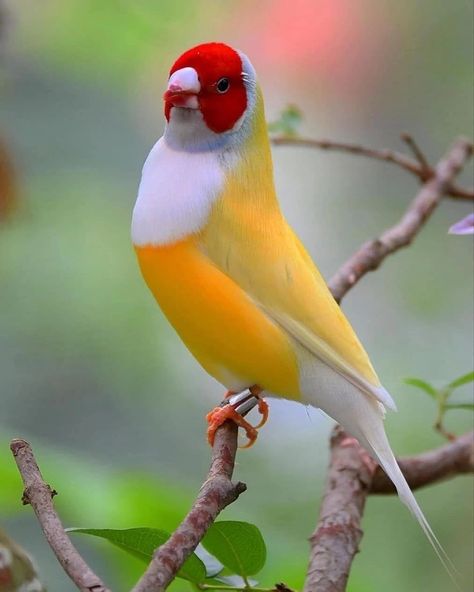 Gouldian Finch, World Birds, Most Beautiful Birds, Bird Watchers, Rare Birds, Nature Birds, All Birds, Exotic Birds, Bird Pictures