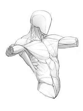 Shoulder Muscles Drawing, Male Chest Anatomy Drawing, Male Torso Muscle Anatomy, Shoulder Muscles Anatomy Drawing, 3d Male Pose, Chin Up Drawing, Twisted Torso Reference, Collarbone Anatomy, Shoulder Reference Drawing