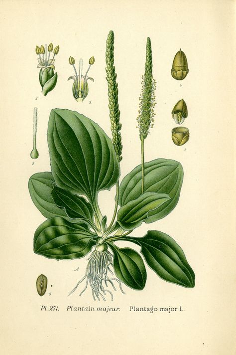 Plantago major, Grand plantain Common Plantain, Plantain Plant, Plantago Major, Botany Illustration, Foto Transfer, Technical Illustration, Plant Book, Nature Art Prints, Vintage Drawing