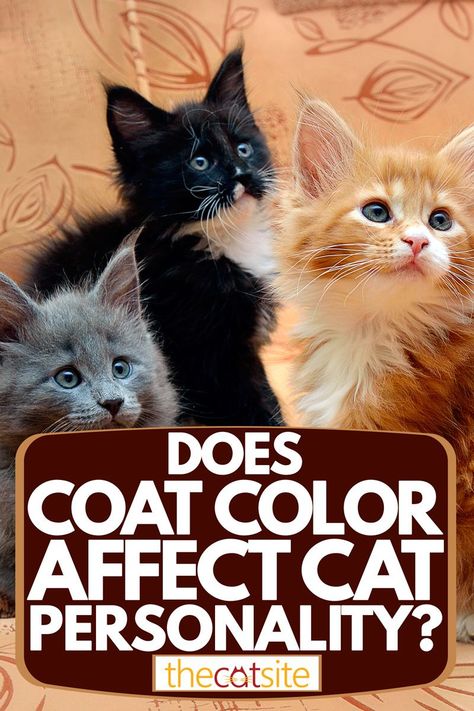 Three different colored cats sitting on the couch, Does Coat Color Affect Cat Personality? Cat Colors Meaning, Cat Personality Types, Grey And White Cats, Cat Personality, Cats Sitting, Meow Mix, Cow Cat, Sitting On The Couch, Cream Cat