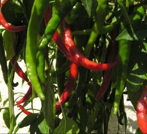 Many critters can’t stand being around hot pepper. We can use this to our advantage in the garden. Food Preparedness, Pepper Plant Care, Gardening Peppers, Cayenne Pepper Plant, Growing Peppers, Rose Seeds, Survival Gardening, Garden Spring, Pepper Plants