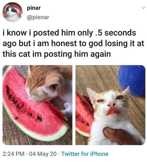 Cat Eating Watermelon, Jordans Brown, Background Cat, Cat Life Hacks, Watermelon Cat, Brown Cats, Pfp Black, Cats Halloween, Eating Watermelon