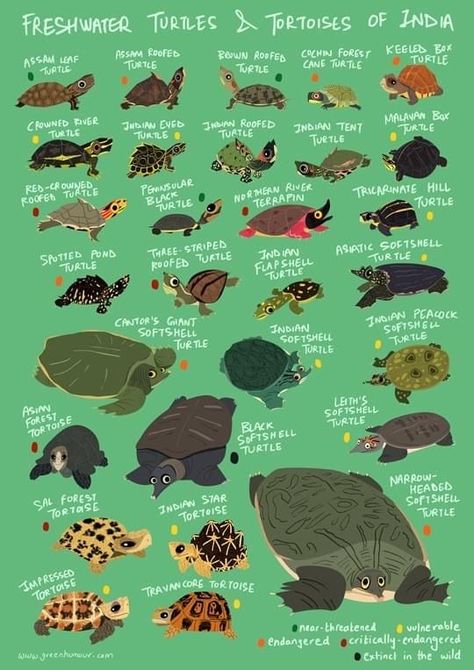 Types Of Turtles, Freshwater Turtles, Animal Infographic, World Turtle, World Turtle Day, Turtle Day, Animals Information, Happy As A Clam, Pet Turtle