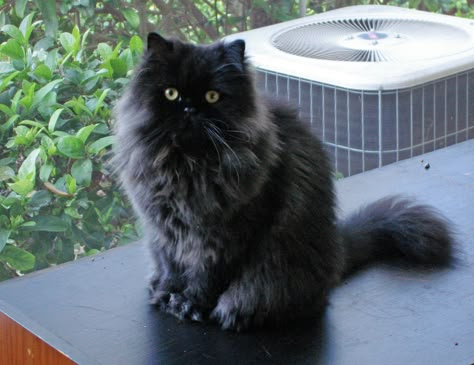 Persian Ragdoll Cat, Black Persian Cat, Persian Cat Doll Face, Chantilly Tiffany, Fluffy Black Cat, Pet Items, Cat Photography, Persian Cat, Year Plan