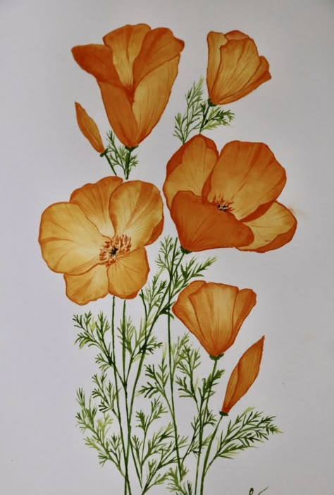 California Poppy Flower Drawing, Vintage California Poppy Illustration, California Orange Poppy, Golden Poppy Drawing, California Poppy Painting Acrylic, California Poppies Drawing, California Poppies Painting, Orange Poppy Painting, Poppy Flower Watercolor Painting