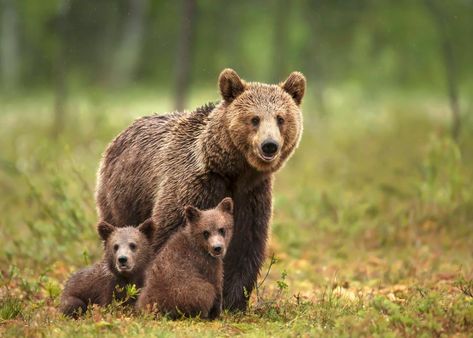 Baby Animals and their Moms on Mother's Day | Discovery Bear Attack, Boreal Forest, Love Bear, Bear Hug, Bear Cubs, Grizzly Bear, Mama Bear, Black Bear, Brown Bear