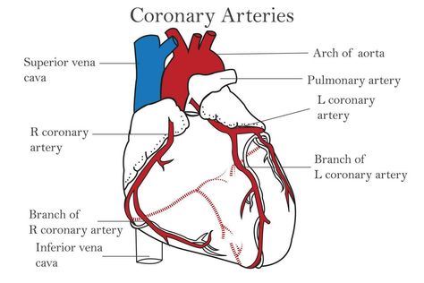 The coronary arteries of the heart, anterior view, including the aorta, left, and right coronary arteries.isolated on white background. Medical, healthcare, and science education. Diagram Of The Heart, Arteries Anatomy, Heart Arteries, Background Medical, Heart Diagram, Acute Coronary Syndrome, Coronary Artery, Heart Anatomy, Heart Muscle