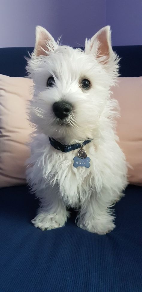 West Terrier, Westie Puppies, Highland Terrier, Highlands Terrier, Westie Dogs, West Highland Terrier, White Terrier, West Highland White Terrier, White Dog