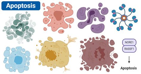 Apoptosis Vs Necrosis, Apoptosis Notes, Microbiology Notes, Confocal Microscopy, Biology Ideas, Embryonic Development, Cell Cycle, T Cell, Cell Membrane