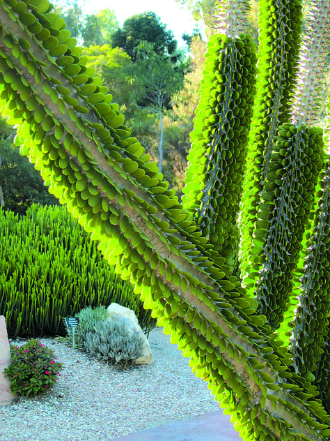 Kalanchoe Millotii | Tiny leaves and sharp spines create a distinct pattern on stems of ... Succulent Rock Garden, Succulent Images, Waterwise Garden, Growing Succulents, Desert Garden, Unusual Plants, Desert Plants, Cactus Garden, Los Angeles County