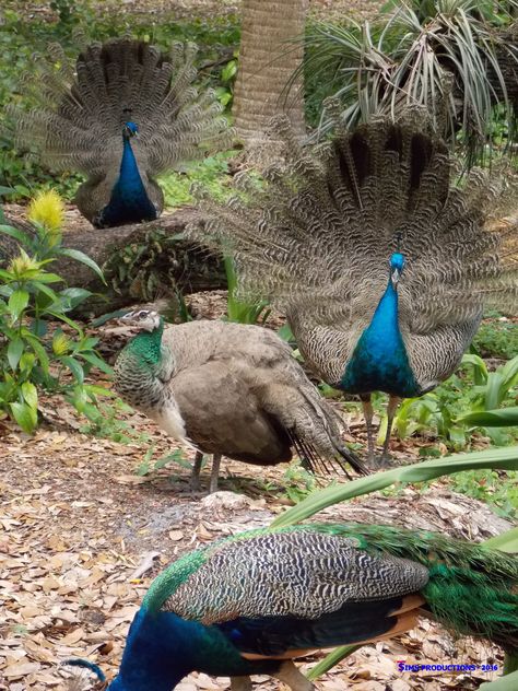 Male Peacocks Displaying Their Tail Feathers. Male peacocks shed their train every year after mating season. Photographer: Tim "Shady" Sims 2016 Picture Of A Peacock, Male Peacock, Peacock Pictures, Tail Feathers, Peacocks, Feathers, Shed, Cute Animals, Birds