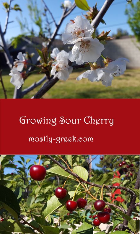 Don't let the name fool you, these are THE cherries you want for a classic cherry pie!  They are also used to make a wonderful traditional Greek sweet.  These cherry trees are easy to grow and provide an abundant harvest, so click the link for more gardening tips!  #mostlygreek #gardening #fruittree #freshfruit #cherry #gardenideas Sour Cherry Tree, Tree Protection, Sweet Cherry Pie, Cherry Trees, Sour Cherry, Fruit Tree, Sweet Cherries, Cherry Pie, Cherry Tree