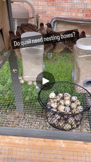 45K views · 2.1K reactions | Where to lay our eggs….  You can build nesting boxes and put them in your ground hutch or raised hutch but Coturnix Quail don’t need them. They enjoy having the straw, or pine shaving to play with but they will not build a nest to just lay eggs in.   They lay them whenever and wherever they want. They do like laying them next to things as you can see in this video. But they also will lay them in a corner or against the side of the hutch.   It is more about them being comfortable. If your birds are stressed they will not lay. If they feel safe and secure then they will lay on a regular basis.   🤯🤯🤯Laying between 250-300 eggs a year. 🤯🤯🤯  Did you know that?   #homesteading #farmstead #homestead #quail #poltury #homesteader #homesteadlife #northtexashomestea Quail House Ideas, Quail Nesting Boxes, Quail Nesting Box Ideas, Quail Enclosure Ideas, Natural Quail Habitat, Build Nesting Boxes, Quail Hutch, Quail House, Coturnix Quail